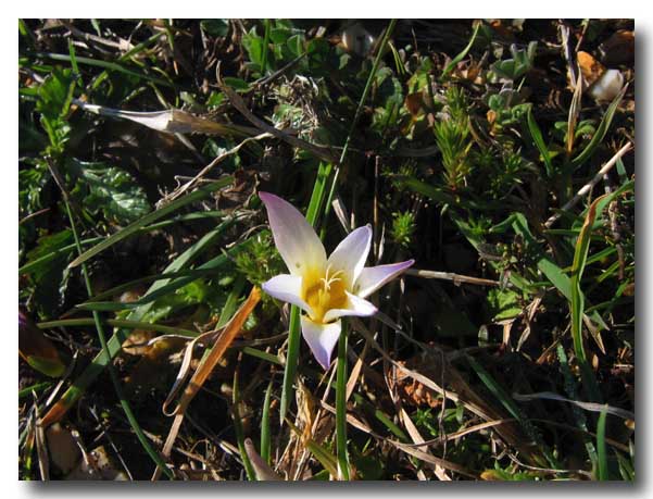 Romulea bulbocodium  dal Gargano